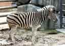 動物図鑑・チャップマンシマウマの写真 2